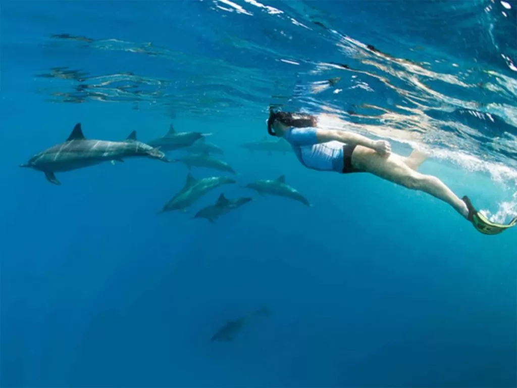 Boat trip to the Dolphin House (daily) boat-trip-to-the-dolphin-house-daily/Dolphin-House-Hurghada-1.jpg