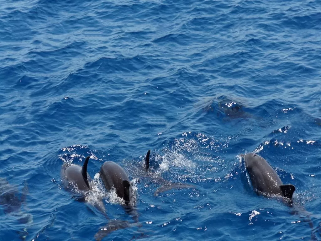 Boat trip to the Dolphin House (daily) boat-trip-to-the-dolphin-house-daily/Dolphin-House-Hurghada-2.jpg
