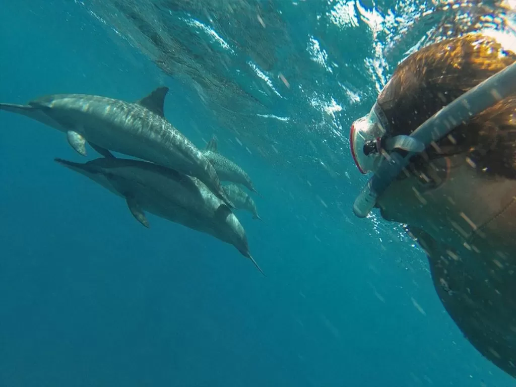 Boat trip to the Dolphin House (daily) boat-trip-to-the-dolphin-house-daily/Dolphin-House-Hurghada-4.jpg