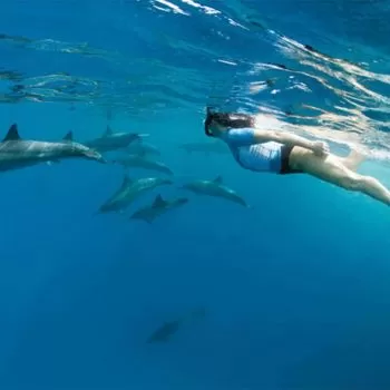 Boat trip to the Dolphin House (daily)