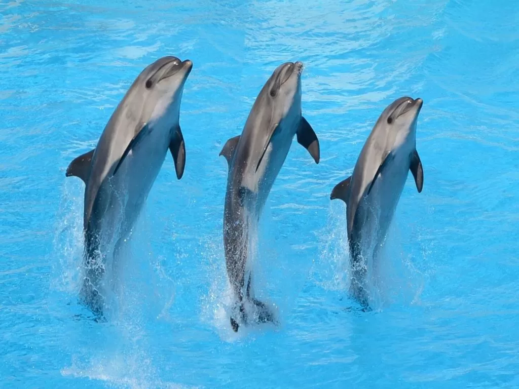Excursion to the Dolphin World for the Dolphin Show excursion-to-the-dolphin-world-for-the-dolphin-show/10.jpg