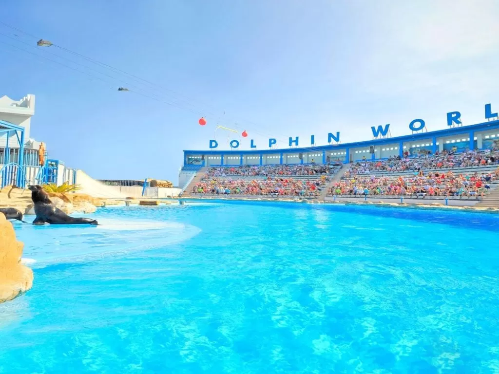 Excursion to the Dolphin World for the Dolphin Show excursion-to-the-dolphin-world-for-the-dolphin-show/5.jpg