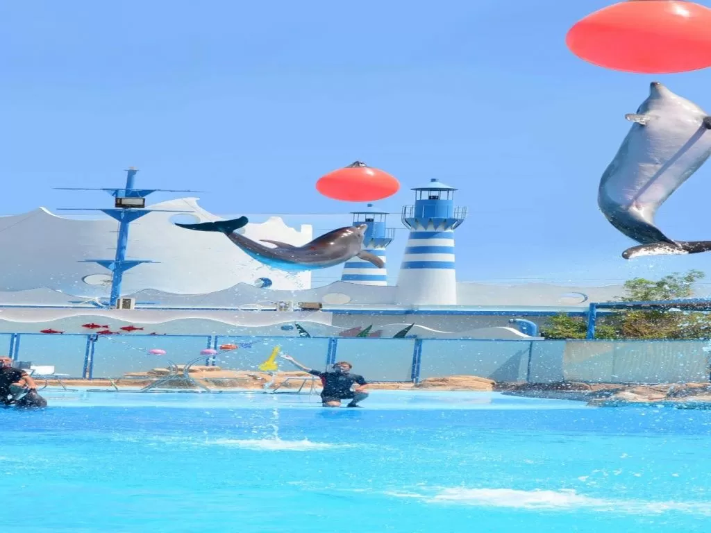 Excursion to the Dolphin World for the Dolphin Show excursion-to-the-dolphin-world-for-the-dolphin-show/8.jpg