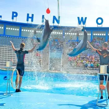 Excursion to the Dolphin World for the Dolphin Show