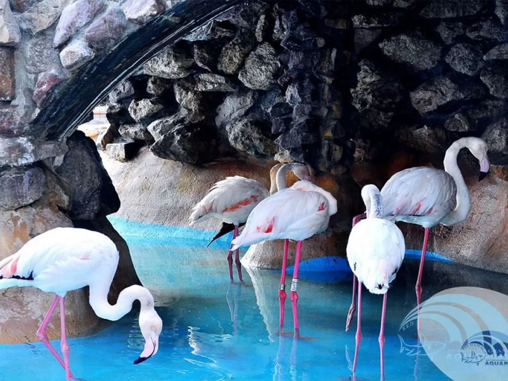 Excursion to the Grand Aquarium in Hurghada excursion-to-the-grand-aquarium-in-hurghada/Hurghada-Grand-Aquarium-7.jpg