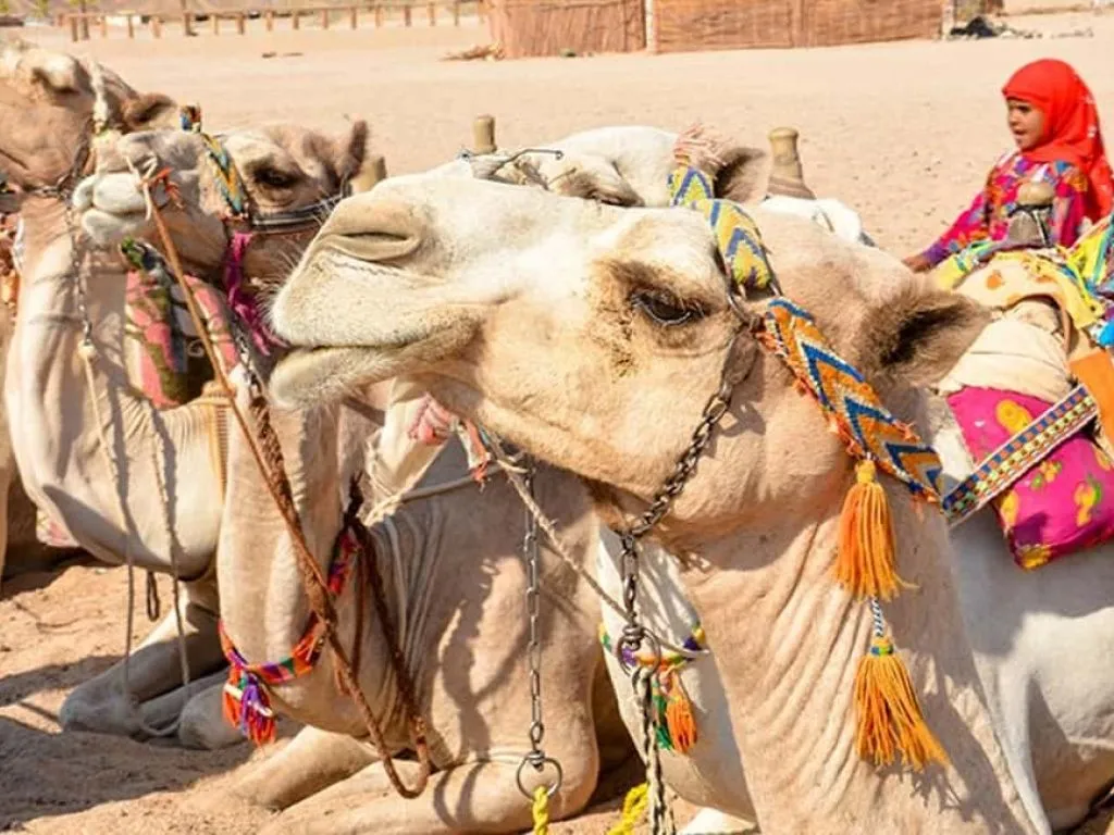 🌄 Bedouin Village Half Day Tour – Hurghada 50acd5cf35d2ad74.jpg