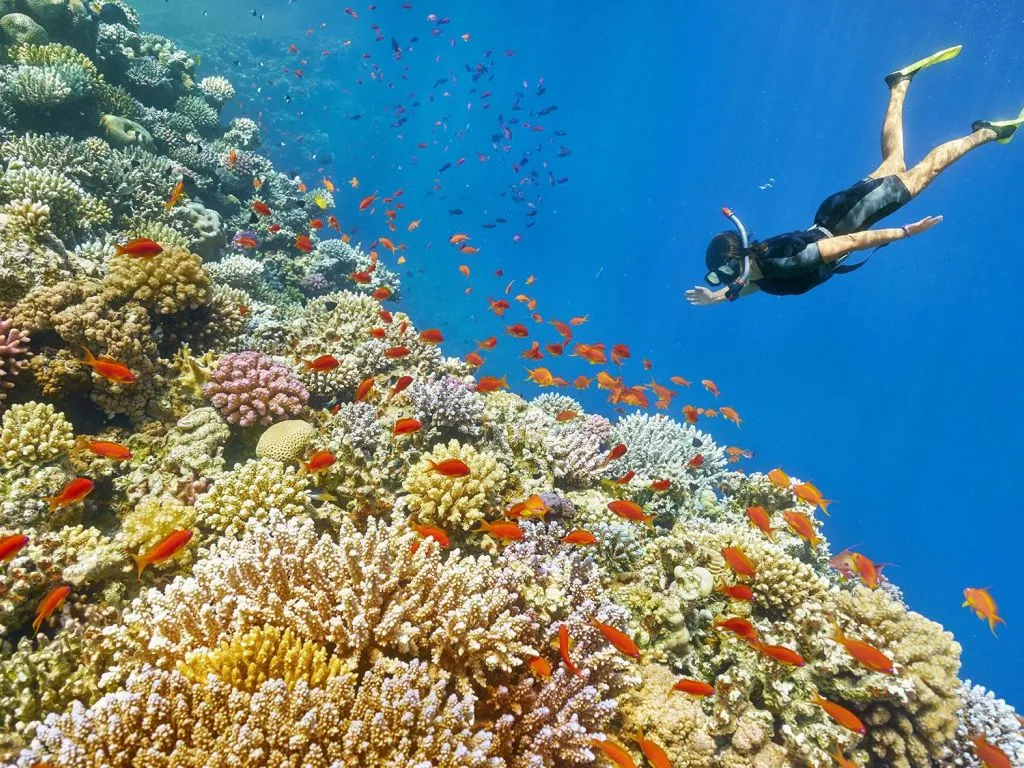 🤿 Snorkeling Adventure Trip – Hurghada snorkeling-adventure-trip-hurghada/2000x2000-0-70-b858495d8a264c6e498a03a98d22f1a0.jpg